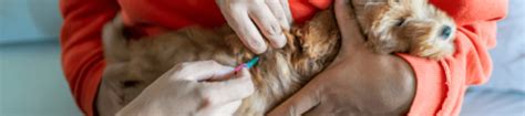 Puppy Flea Treatment, Control & Prevention - NexGard