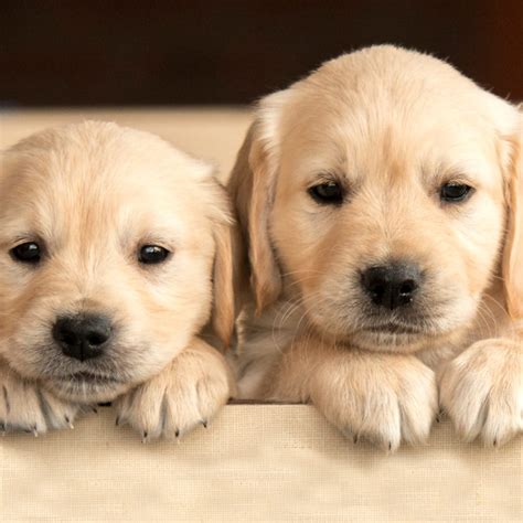 Picture of a cute animal Collection of the most adorable creatures