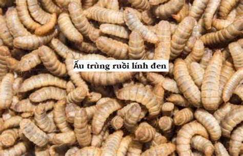 nhung cong dung tuyet voi cua ruoi linh den