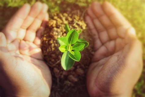 nature natural growth  photo  pixabay pixabay