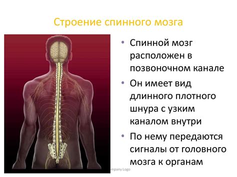 Строение и функции спинного мозга - online presentation