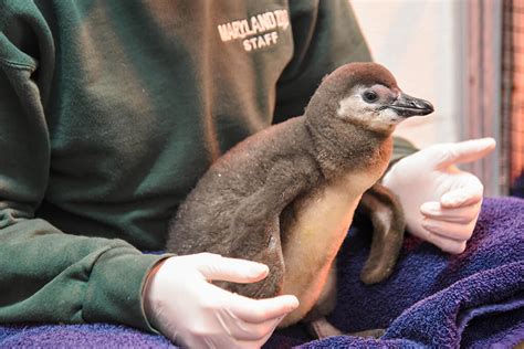 maryland zoo announces penguin chick   maryland zoo