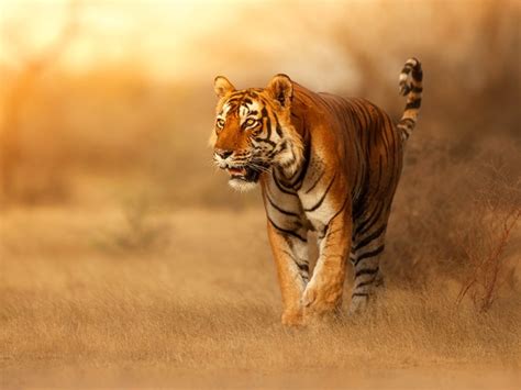 year   tiger   magazine