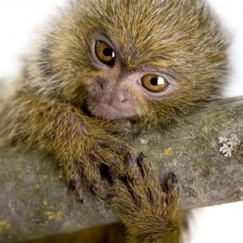 Cebuella pygmaea: самая маленькая обезьянка в мире