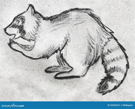 Hand Drawn Raccoon Stock Illustration - Image: 43256241