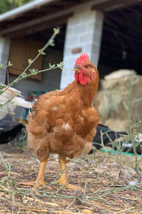 meat chicken breeds pros cons