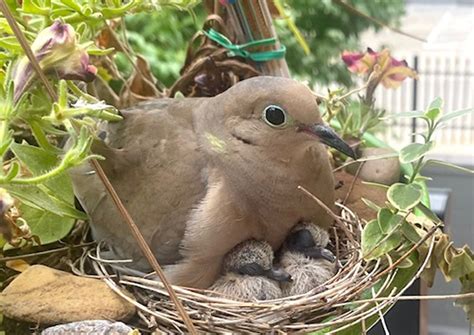 Brown Dove Nesting