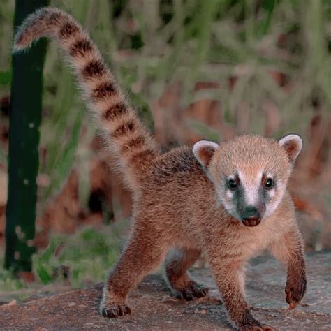 𝐜𝐨𝐦𝐦𝐨𝐧 𝐧𝐚𝐦𝐞: coatis 𝐬𝐜𝐢𝐞𝐧𝐭𝐢𝐟𝐢𝐜 𝐧𝐚𝐦𝐞: nasua and nasuella 𝐭𝐲𝐩𝐞: mammal 𝐝𝐢𝐞𝐭: omnivor… in 2022 ...