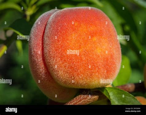 peach growing tree  res stock photography  images alamy