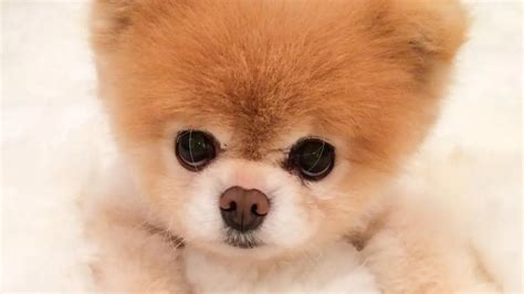 Qual O Cachorro Mais Fofo Do Mundo - O Cachorro Mais Fofo Do Mundo Conheça As Raças De Cachorros Mais