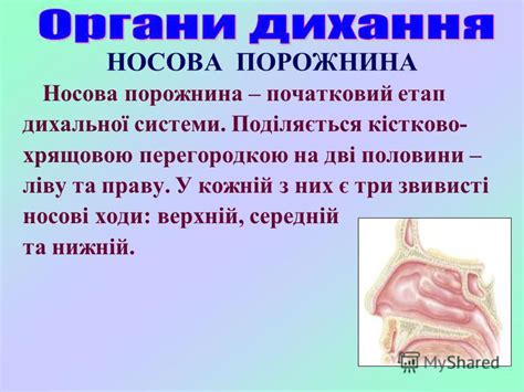 Презентация на тему: "ДИХАННЯ – це сукупність процесів, які ...
