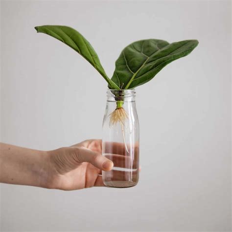 propagate fiddle leaf fig successfully houseplant alley