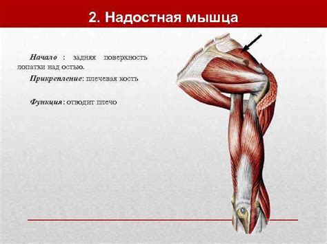 Мышцы шеи Классификация