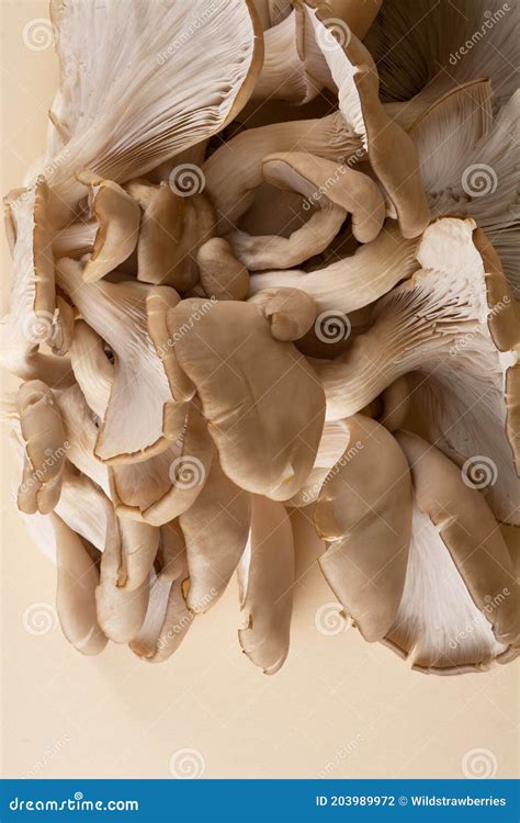 A Large Overlapping Cluster Of Edible Oyster Mushrooms Royalty-Free ...