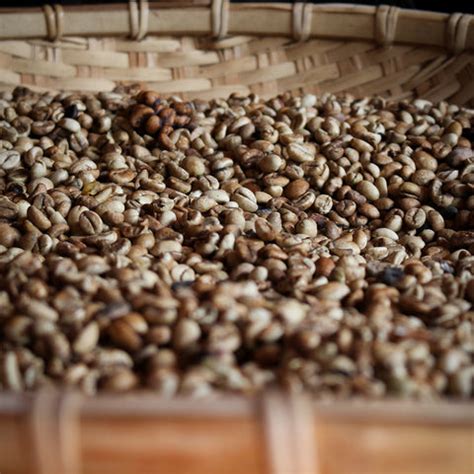 dry coffee processing malgudi days malgudi days