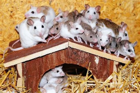 O Que E Camundongo - O que camundongo come? Conheça a dieta do animal | Petz