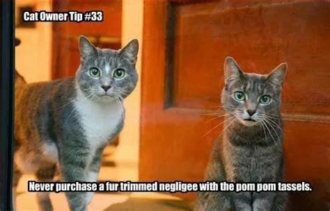 cat owner tip funny animal memes funny cat memes funny cats
