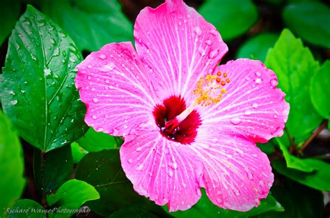 🔥 [50+] Tropical Flowers Wallpapers | WallpaperSafari