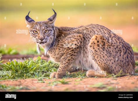 iberian lynx lynx pardinus   wild cat species endemic