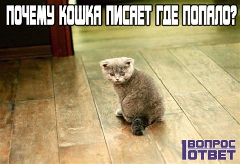 Почему кошка стала писать где попало? Как приучить кошек к лотку и ...