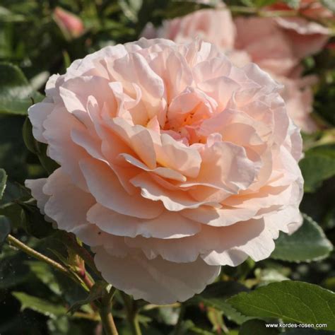 Sebastian KNEIPP® | Kordes Rosen | Hybrid tea roses, Rooting roses ...