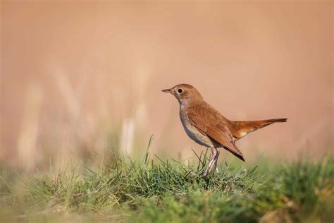 16 Birds That Chirp at Night - Our Informative Guide!