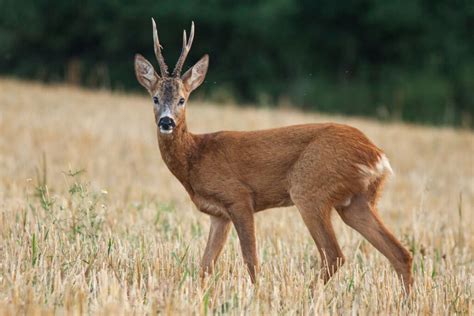 forest grassland mountain archives interesting animals