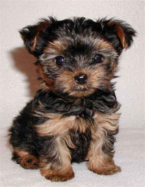 cute puppy dogs brown maltese puppy
