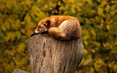 wild nature wallpapers wallpaper cave