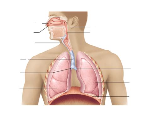 Major Organs of the Respiratory System Quiz