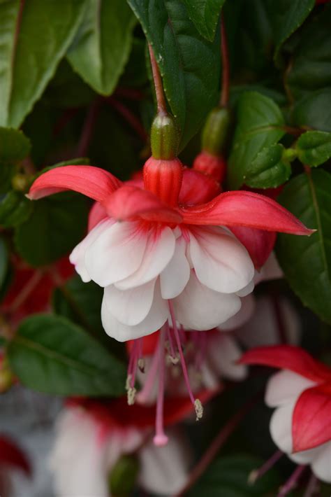 Sir Matt Busby - White/red | Peoria Gardens, Inc.