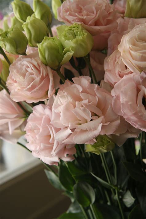 eustoma First love | inspiring photos | Pinterest | First love and Love