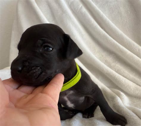 Good Dog Danes - Great Dane Puppies For Sale In Reno, NV - Born on 07