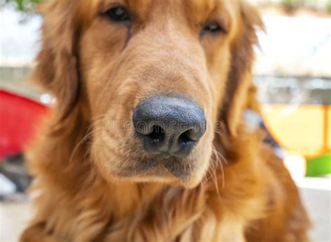 The Golden Retriever in Domesticated Pet is a Medium Sized Dog. Stock ...