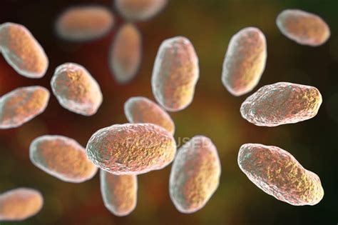 Yersinia enterocolitica - Stock Photos, Royalty Free Images | Focused