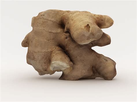 Root Ginger 3D Model $19 - .unknown .3ds .max .fbx .obj - Free3D