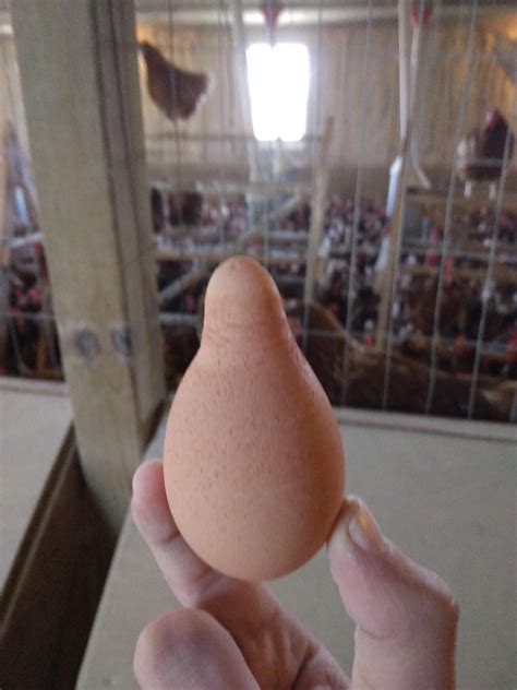 Found this egg in my chicken house! : r/chickens