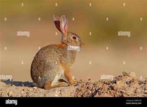 Rabbit plague hi-res stock photography and images - Alamy