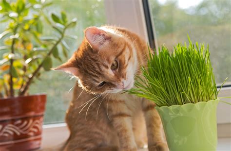 The Many Wholesome Benefits of Cat Grass - Pete the Vet