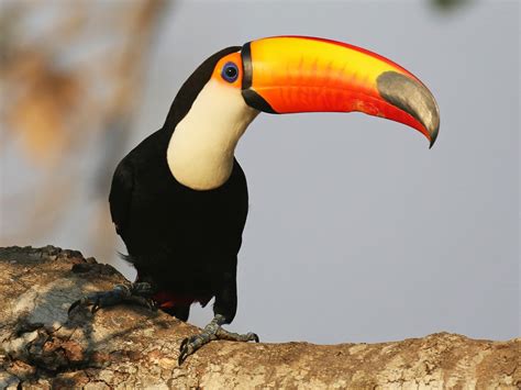 15 Types of Toucans You Didn't Know Existed - Sonoma Birding