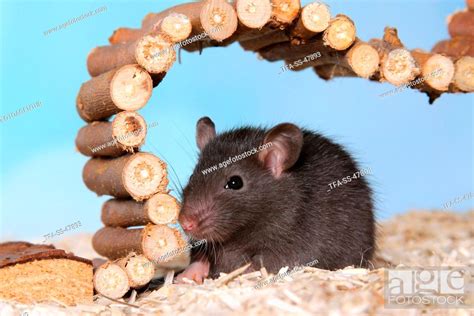 fancy rat, Stock Photo, Picture And Rights Managed Image. Pic. TFA-SS ...