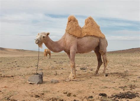 50 Amazing Camel Facts About This Unique Animal - Facts.net
