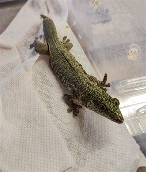 Standings Rtb Proven Female Day Gecko by Dakotah Blue Exotics - MorphMarket