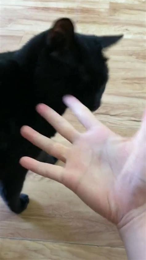 cute  funny  cats compilation  cute animal  cute