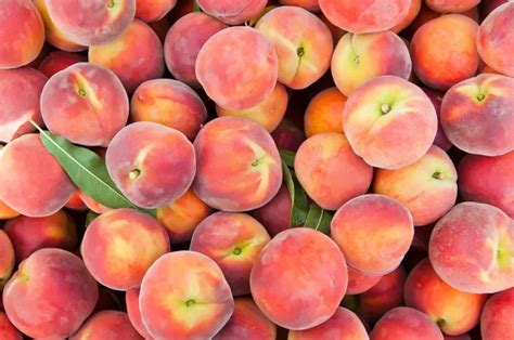 36 Types of Peaches (Their Characteristics & Photos) - AMERICAN GARDENER