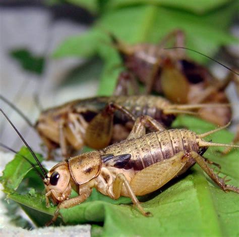 Gryllus assimilis (Jamaican field cricket) :: insektarij.com