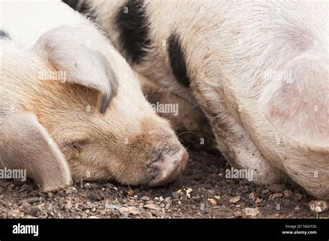 Gloucestershire Old Spot Pig Stock Photo - Alamy