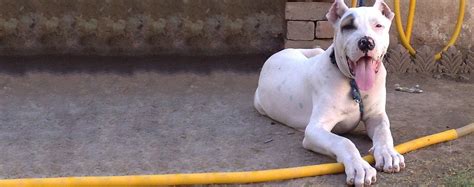 Bully Kutta | Dog Breed Facts and Information - Wag! Dog Walking
