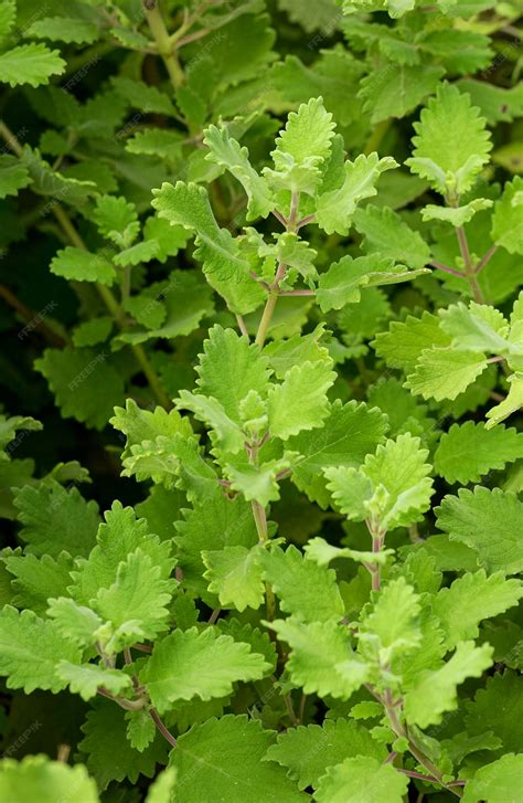 Tetradenia riparia chamada mirra é uma planta com propriedades