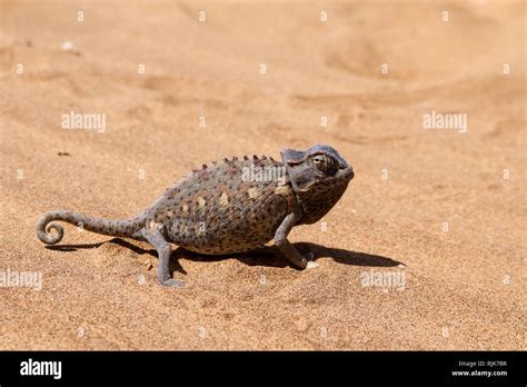 Chamäleon in der Namib-Wüste Stock Photo - Alamy